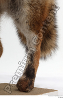  Red fox leg 0018.jpg